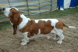 DOGS - BASSET HOUND