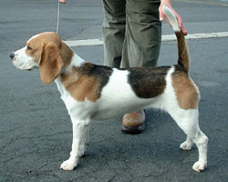 DOGS - BEAGLE