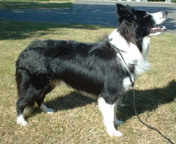 DOGS - BORDER COLLIE