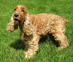 DOGS - COCKER SPANIEL