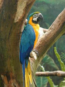BIRDS - MACAW
